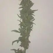 Geneticas da Tropicana