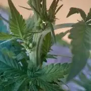 Geneticas da Tropicana