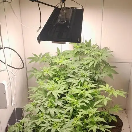 Mais uma da 6 pés BB