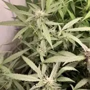 Uma novidade antes do verão chegar.