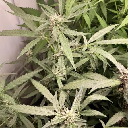 Uma novidade antes do verão chegar.