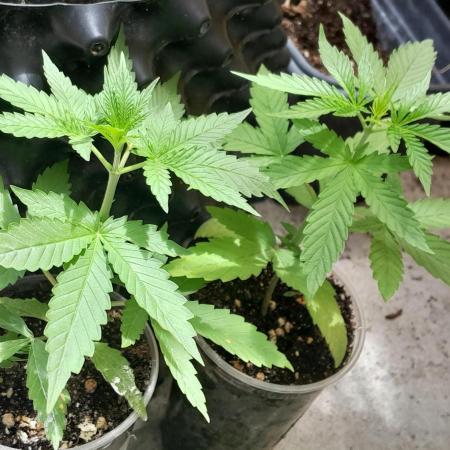 Super Silver Haze - 6 Pés