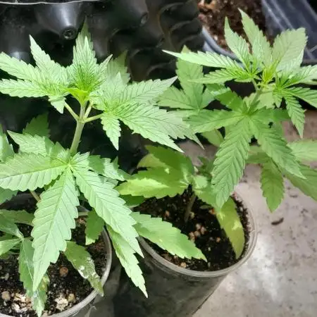 Super Silver Haze - 6 Pés