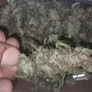 Super Silver Haze - 6 Pés