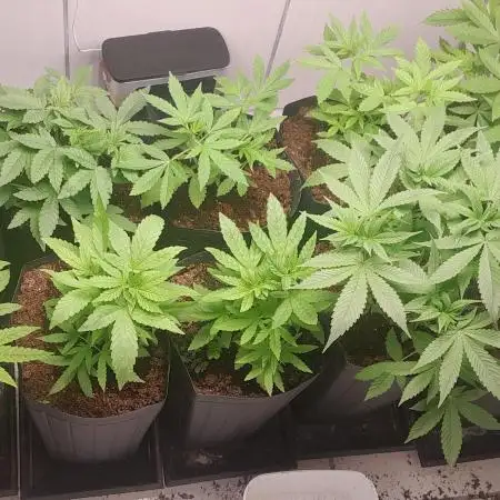 6 pés.  Tangie