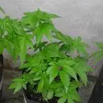 Geneticas da Tropicana