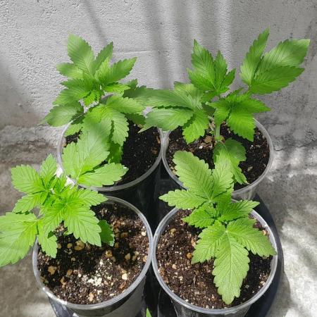 Geneticas da Tropicana