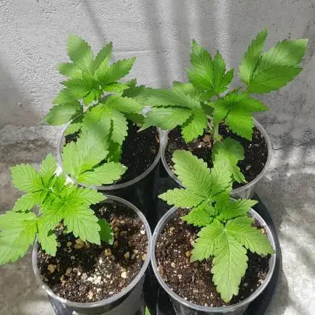 Geneticas da Tropicana