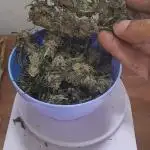 6 pés.  Tangie