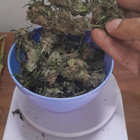 6 pés.  Tangie