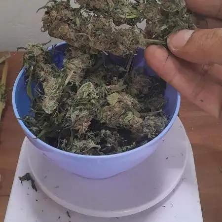 6 pés.  Tangie