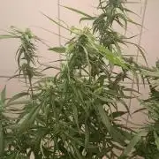 Super Silver Haze - 6 Pés