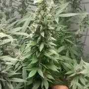 Geneticas da Tropicana