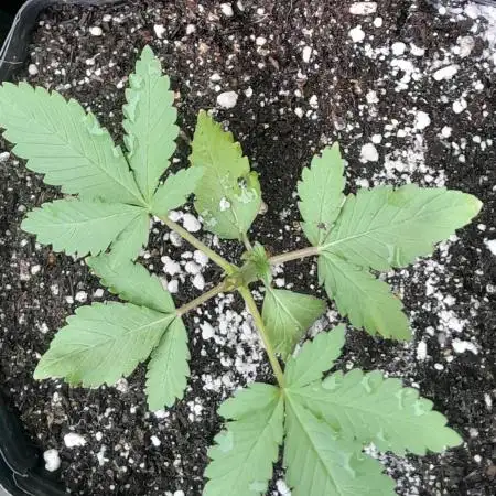Geneticas da Tropicana