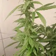 Geneticas da Tropicana