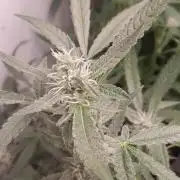 Uma novidade antes do verão chegar.