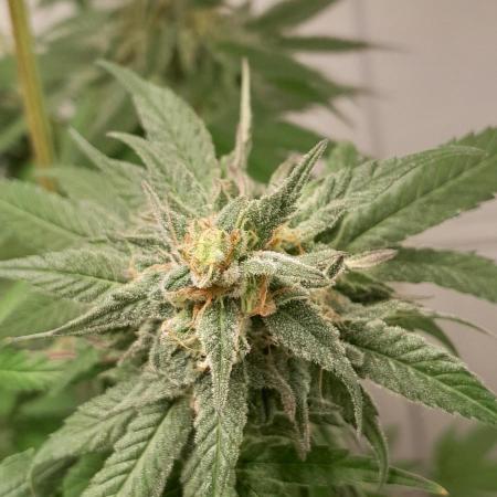 Mais uma da 6 pés Blueberry.