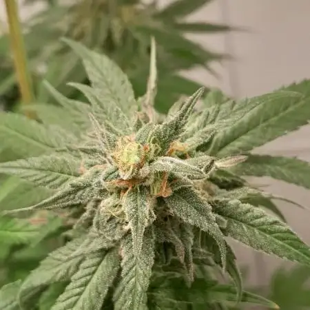 Mais uma da 6 pés Blueberry.