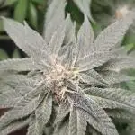 6 pés.  Tangie