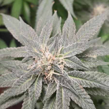 6 pés.  Tangie