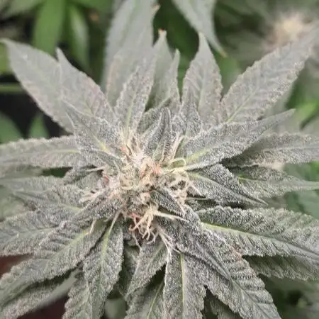 6 pés.  Tangie