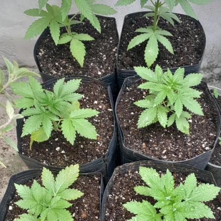 Geneticas da Tropicana
