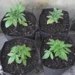 Geneticas da Tropicana