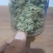 Super Silver Haze - 6 Pés