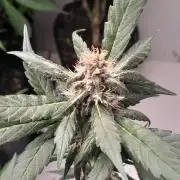 Que venha uma cor linda !