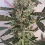 Uma novidade antes do verão chegar.