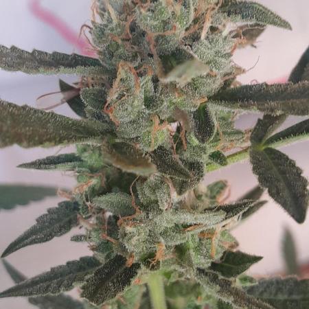 Uma novidade antes do verão chegar.