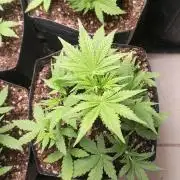 Que venha uma cor linda !