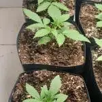 Uma novidade antes do verão chegar.