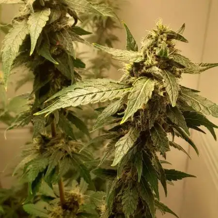 6 pés.  Tangie