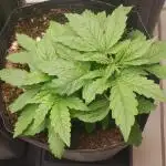 Geneticas da Tropicana