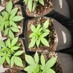 Que venha uma cor linda !