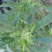 Milgrows Critical Auto
