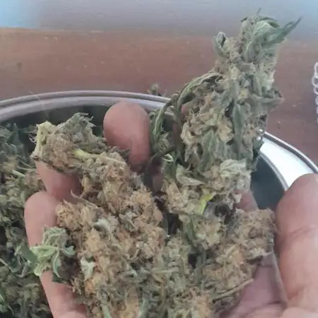 6 pés.  Tangie