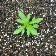 Blueberry @Seis Pés