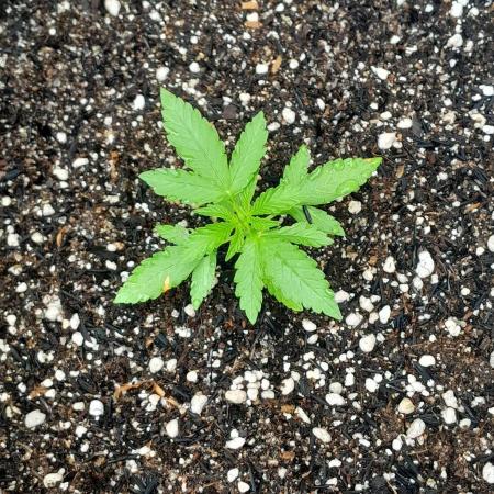 Blueberry @Seis Pés