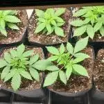 Uma novidade antes do verão chegar.