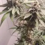 Mais uma da 6 pés Blueberry.
