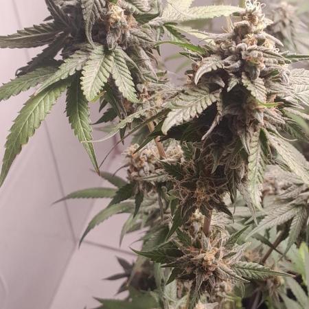 Mais uma da 6 pés Blueberry.