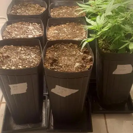 Que venha uma cor linda !