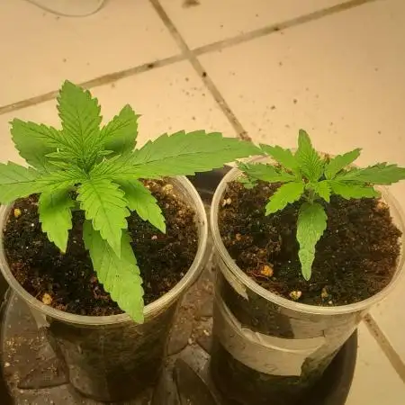 Super Silver Haze - 6 Pés