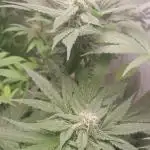 6 pés.  Tangie