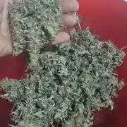 Blueberry