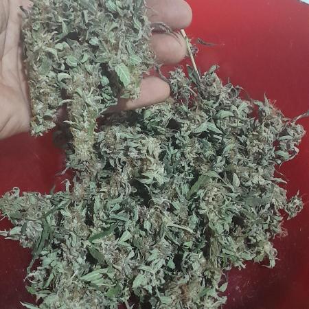 Blueberry