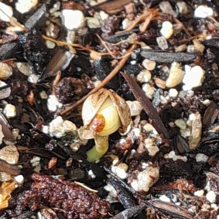 Blueberry @Seis Pés