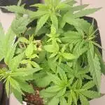 Super Silver Haze - 6 Pés